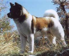 akita_inu.jpg