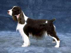 angol_springer_spaniel.jpg