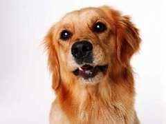 arany_retriever.jpg