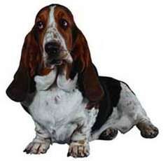 basset_hound.jpg