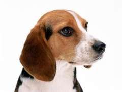 beagle.jpg