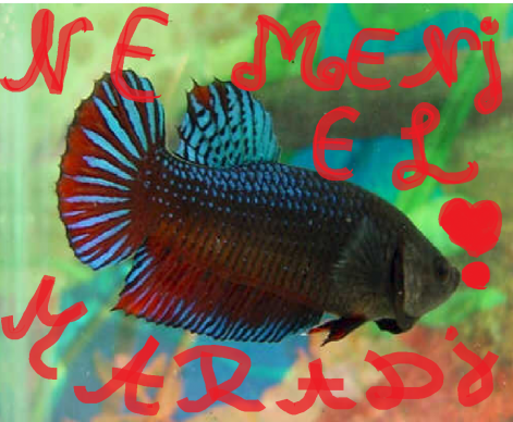 bnbmhbnmn.png