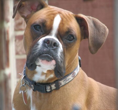boxer.jpg