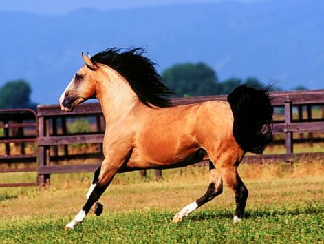 buckskin_lusitano.jpg