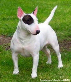 bullterrier.jpg