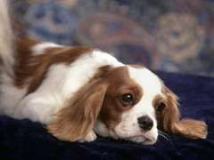 cavalier_king_charles_spaniel.jpg