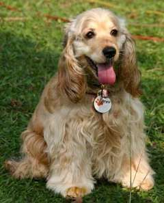 cocker_spaniel.jpg