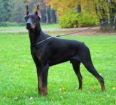 dobermann.jpg