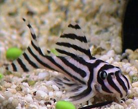 hypancistrus_zebra2.jpg