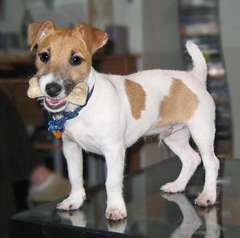 jack_russel_terrier.jpg