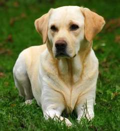 labrador_retriver.jpg