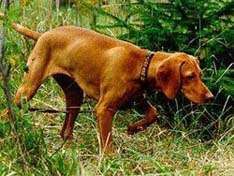 magyar_vizsla.jpg