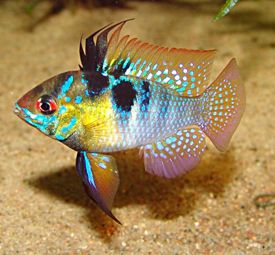 mikrogeophagus_ramirezi.jpg