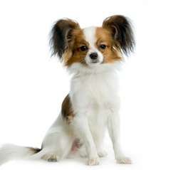 papillon.jpg