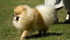 pomerani_torpespicc.jpg