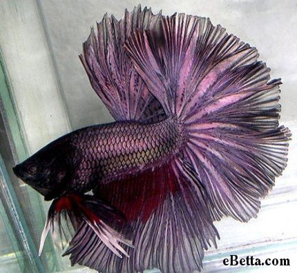 purple-ohm-betta-redwash.jpg