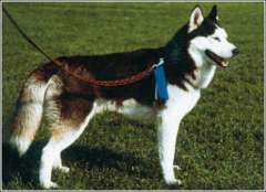 sziberiai_husky.jpg