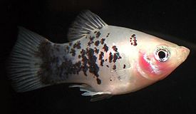 xiphophorus_maculatus2.jpg