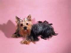 yorkshire_terrier.jpg